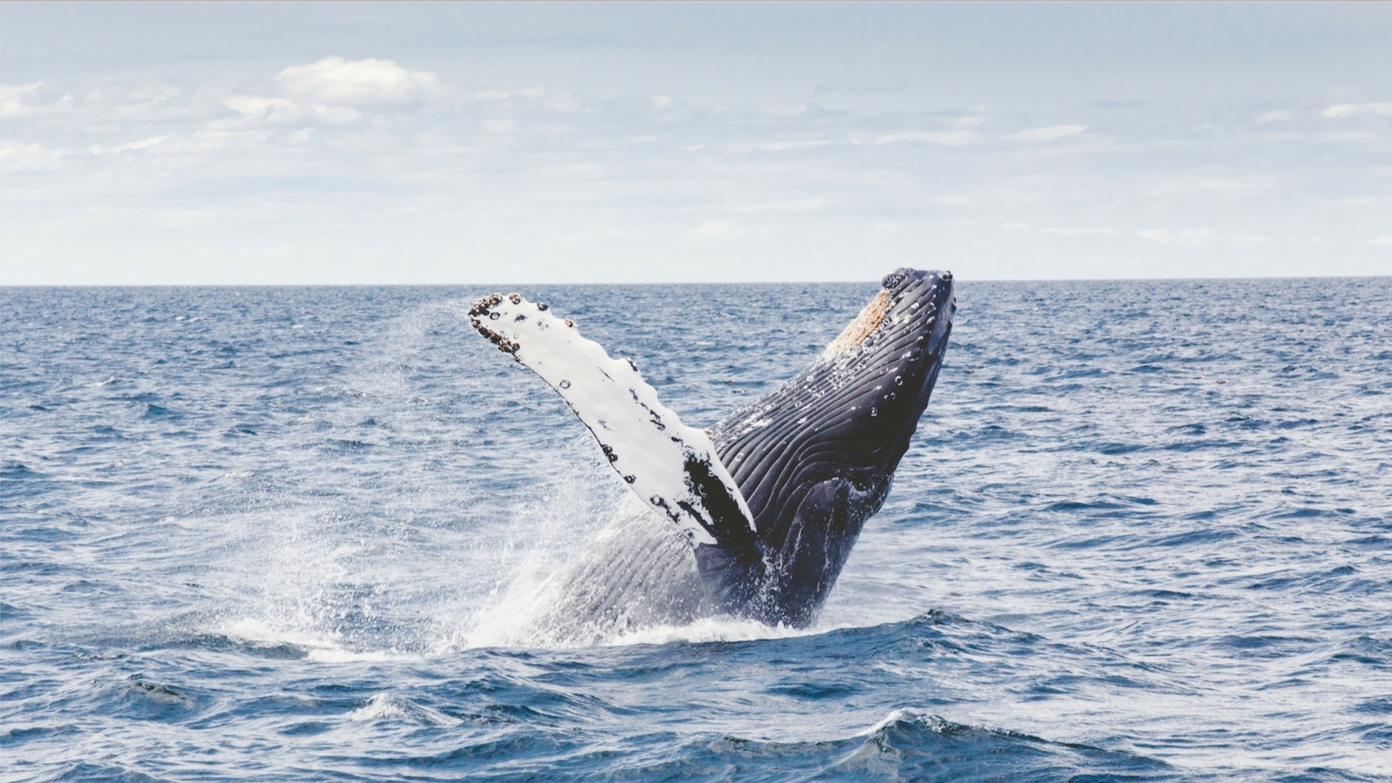 Echoes of the Deep: The Majestic Whales of the Gulf of Mexico